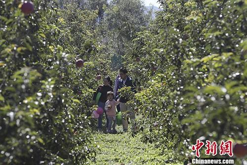 北京延庆区八达岭镇举办第二届金秋旅游采摘节